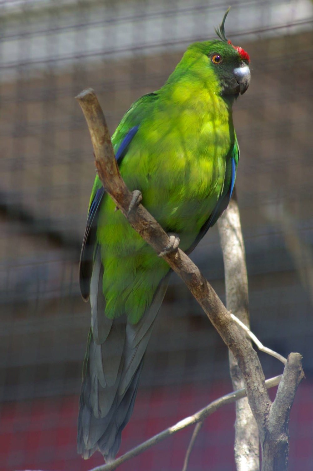 Eunymphicus cornutus