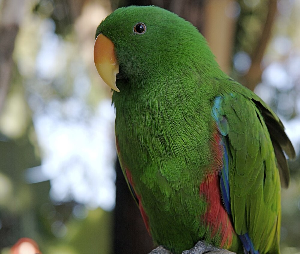 Eclectus roratus