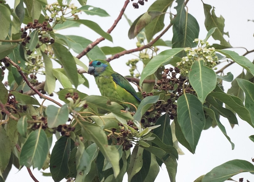 Coxen's Fig Parrot