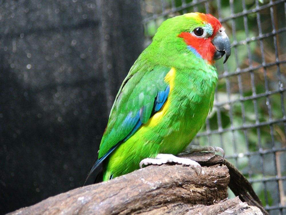 Parrot Rock