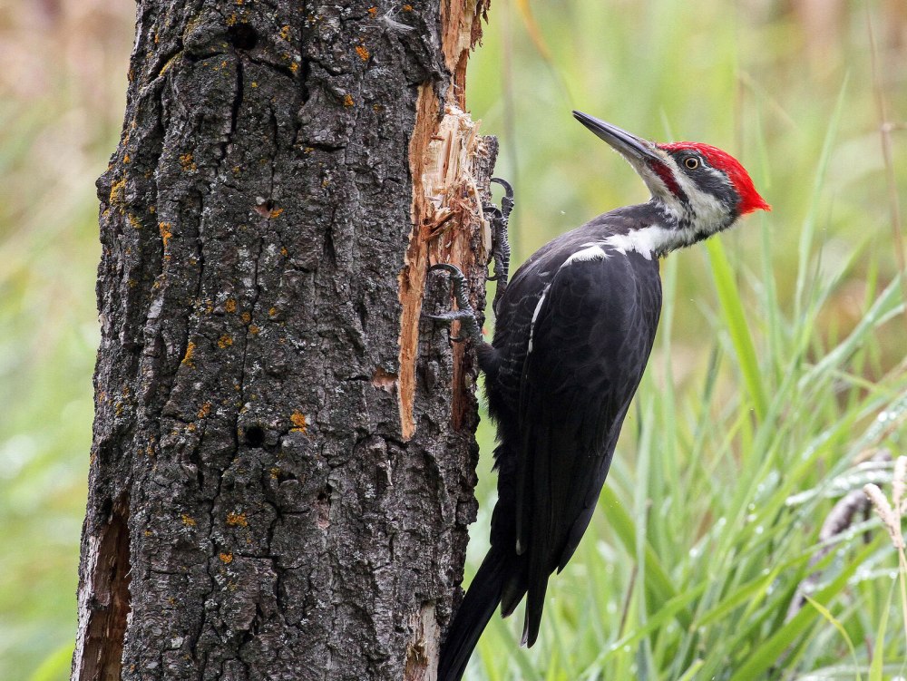 Pileated Woodpecker