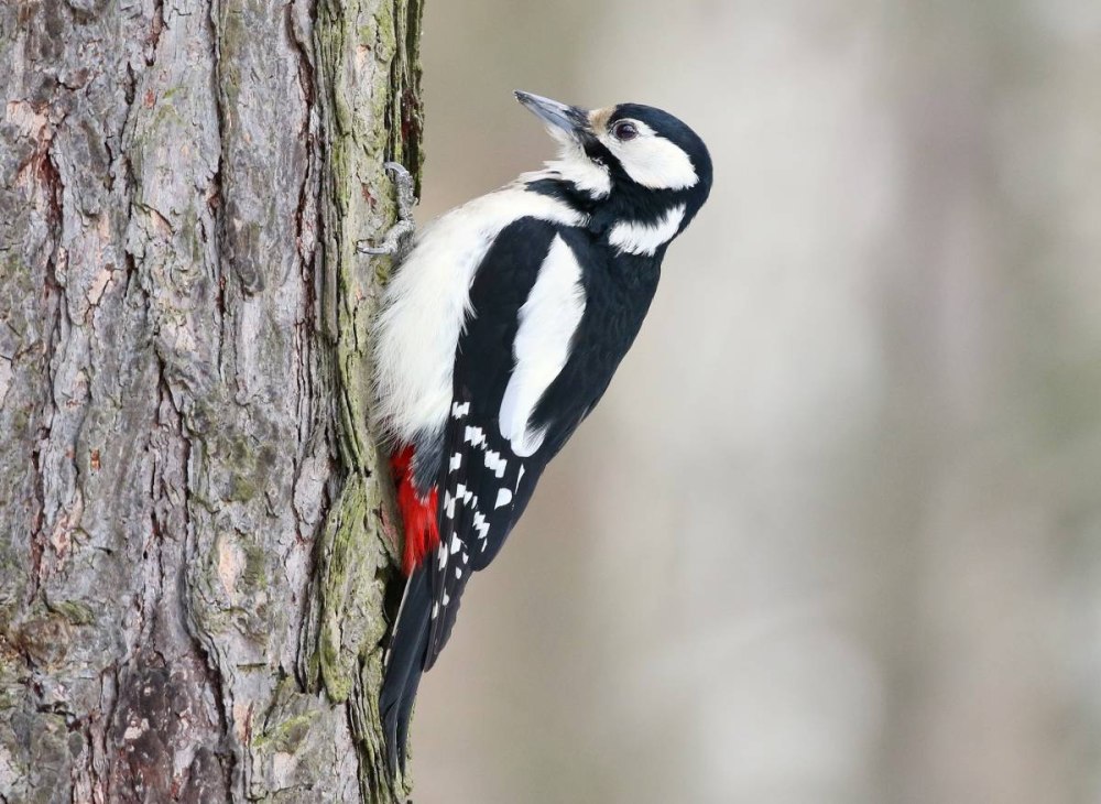 Dendrocopos Major