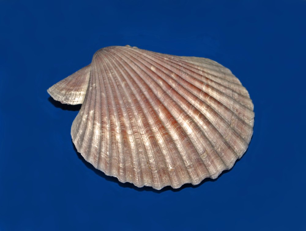 Морской гребешок Chlamys islandica