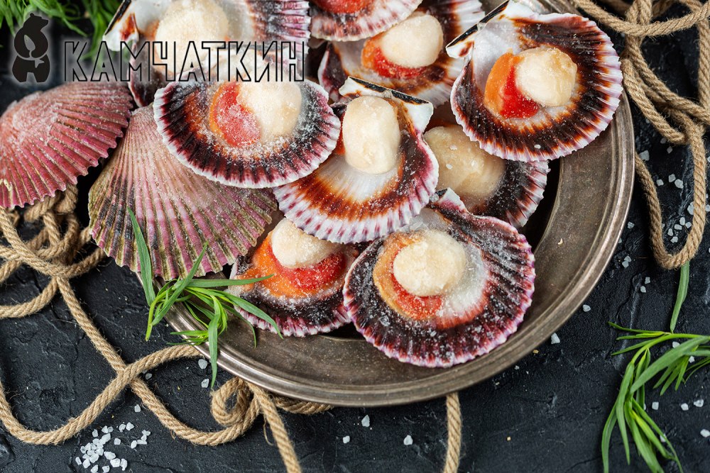 Морской гребешок Камчатский