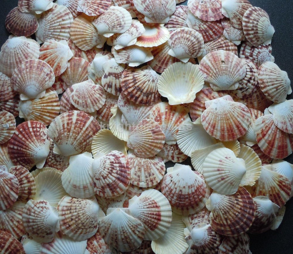 Морской гребешок моллюск