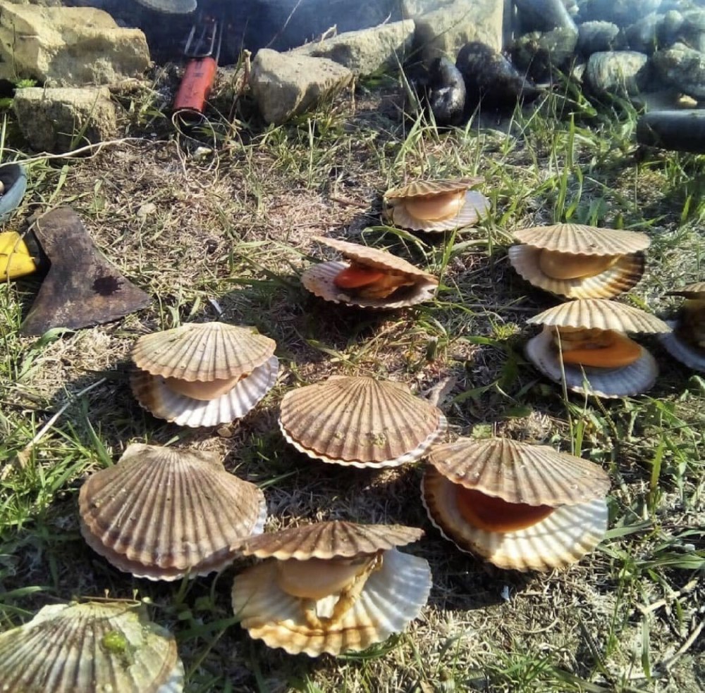 Морской гребешок Дальневосточный