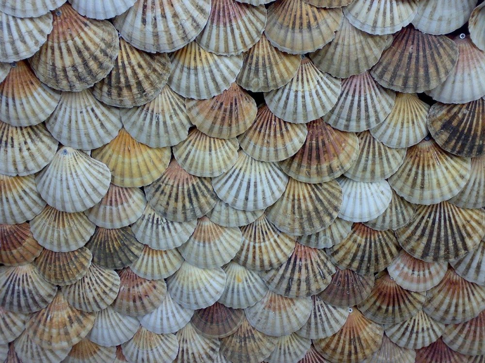 Морской гребешок Ракушка