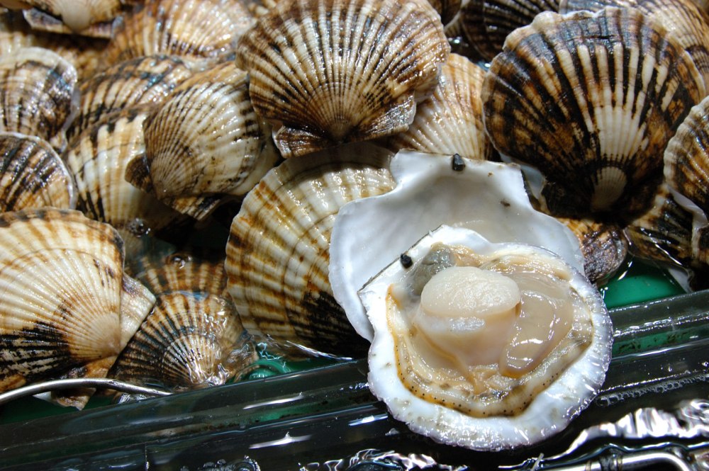 Морской гребешок Баренцева моря