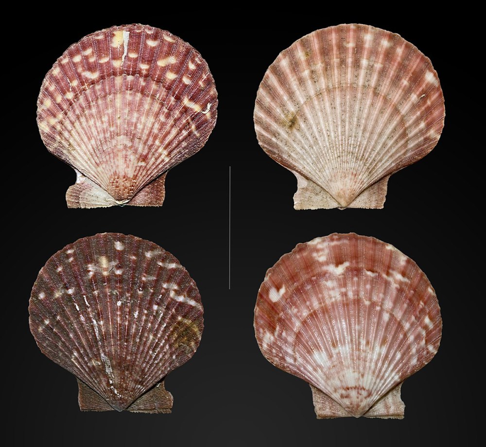 Королевский гребешок Pecten Maximus