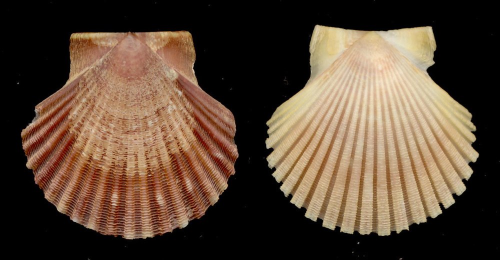 Гребешок Pecten