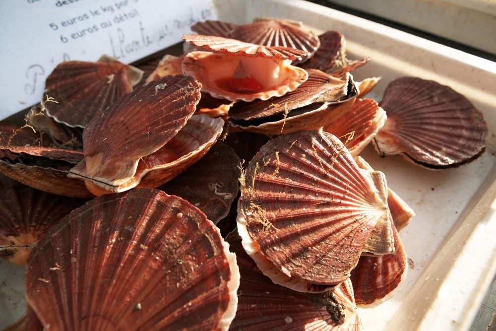 Scallops гребешки