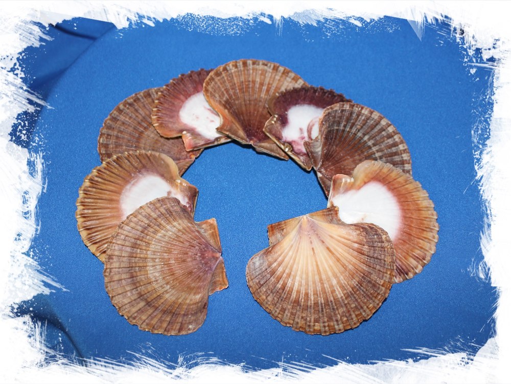 Раковина морского гребешка