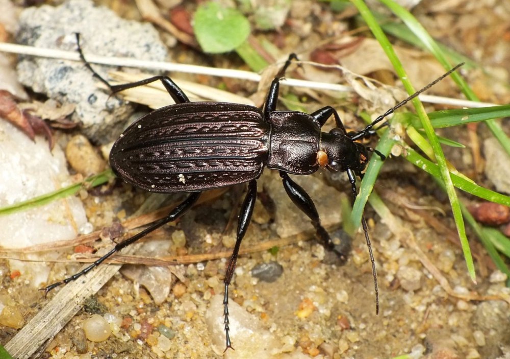 Жужелица Менетрие Carabus menetriesi
