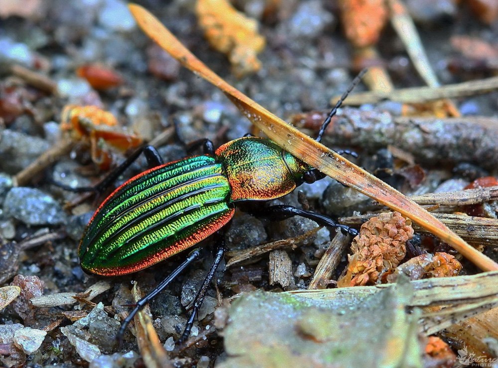 Жужелица блестящая (Carabus Nitens l.)