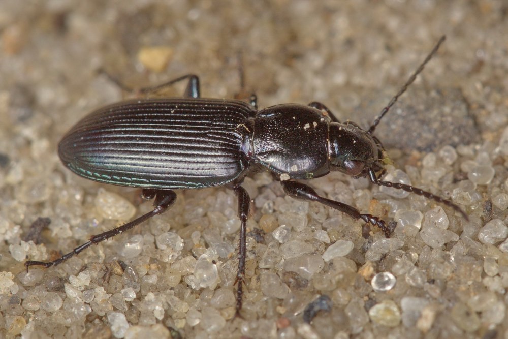 Poecilus FORTIPES