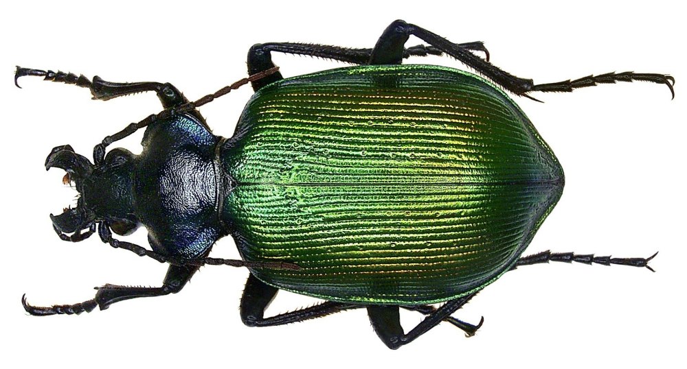 Calosoma sycophanta (Linnaeus, 1758)
