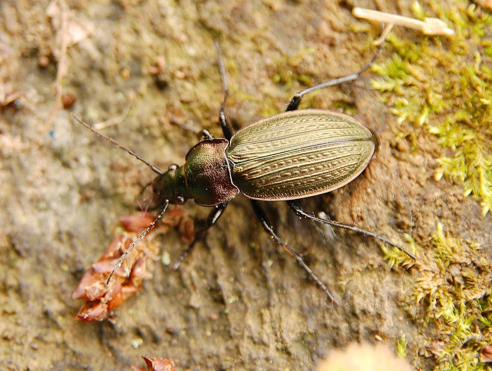 Жужелица решётчатая Carabus