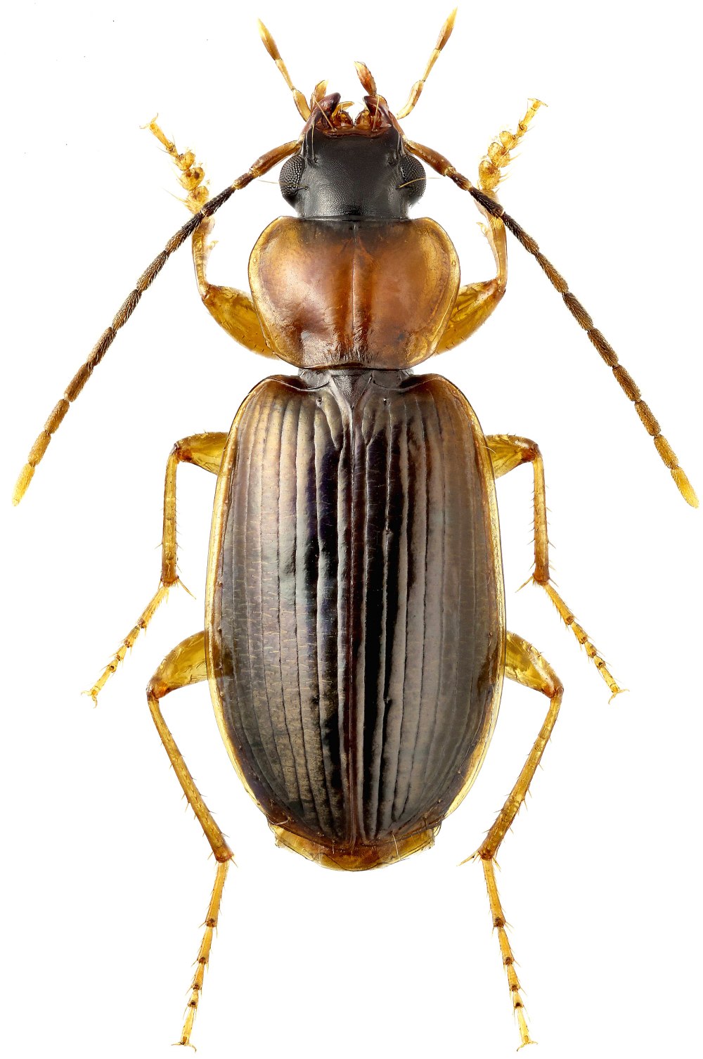 Carabidae Жук
