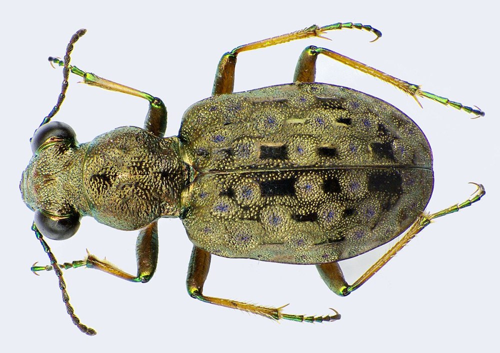 Elaphrus aureus