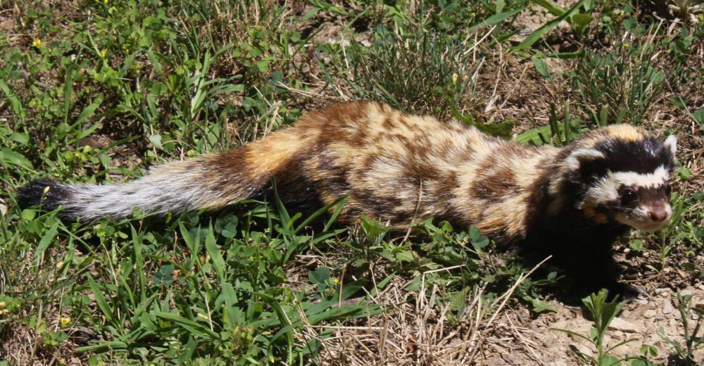 Marbled Polecat