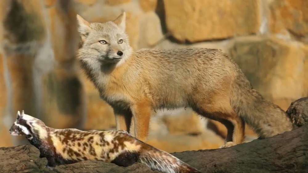 Степной Лис Корсак