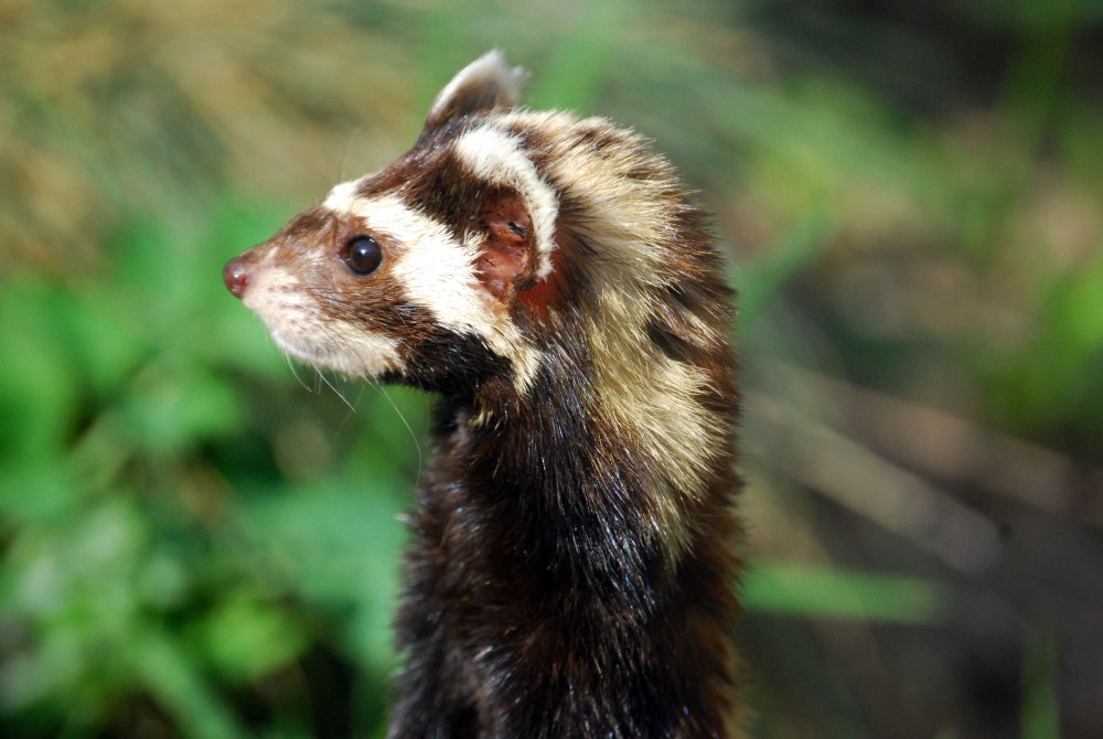 Vormela peregusna Guldenstaedt
