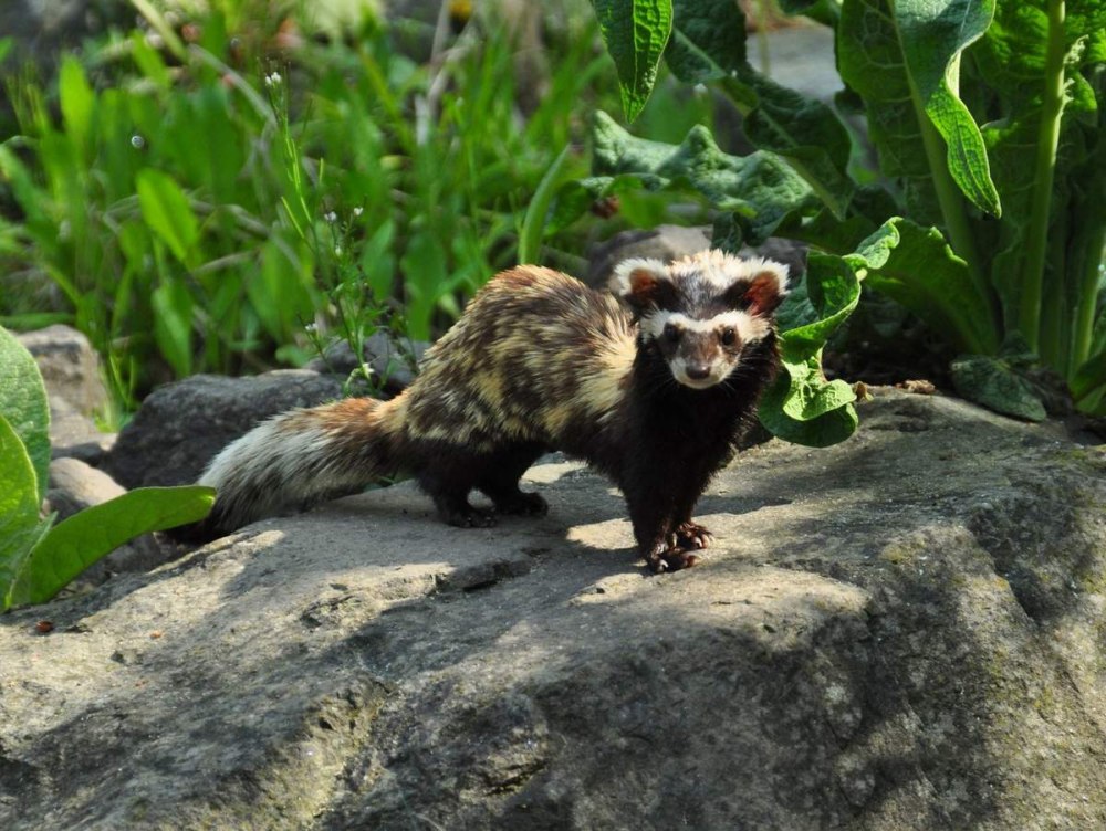 Vormela peregusna