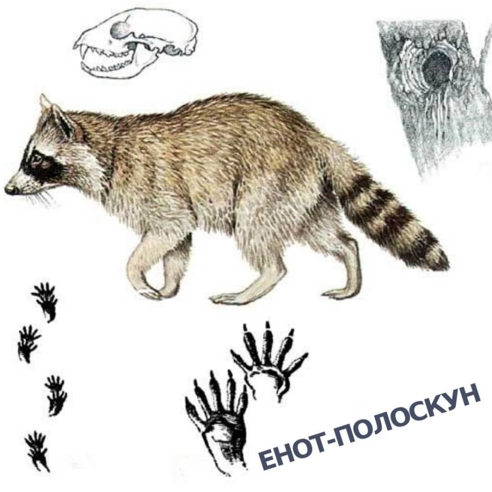Анатомия енота полоскуна