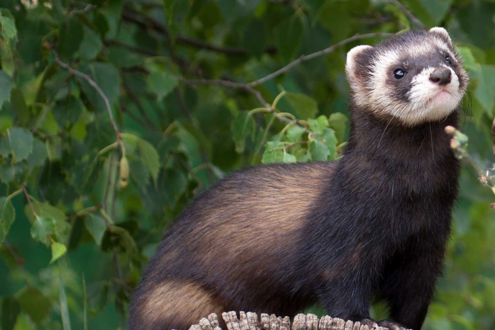 Хорь Лесной Mustela putorius