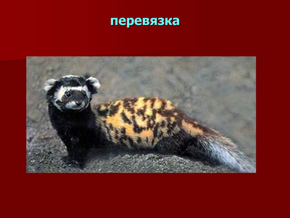 Перевязка информация