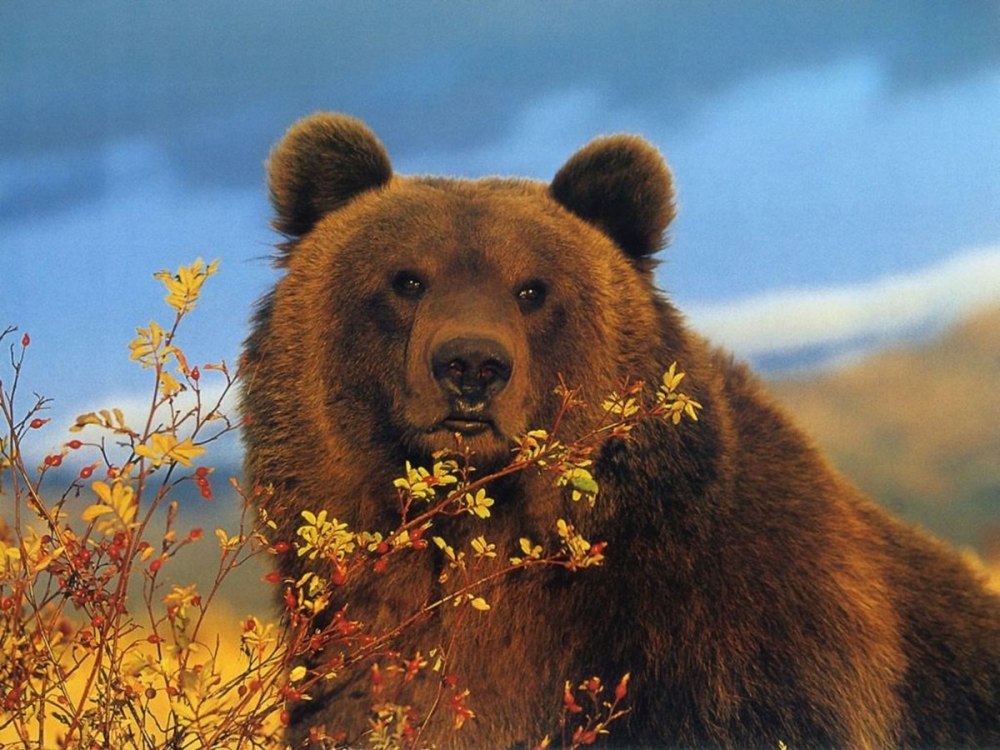 Калифорнийский бурый медведь