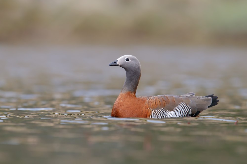 2 Headed Goose