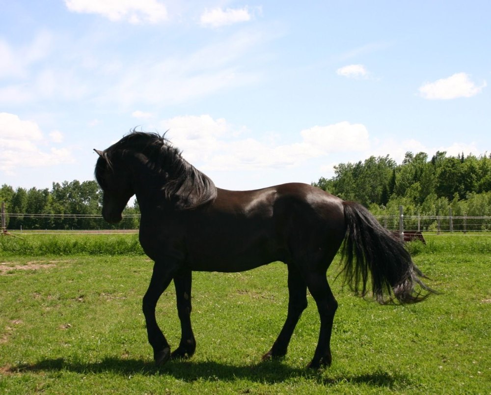 Канадская лошадь