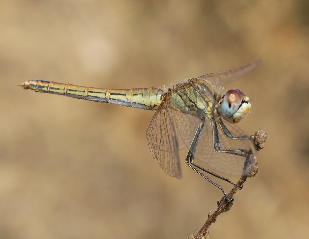 Sympetrum nymph