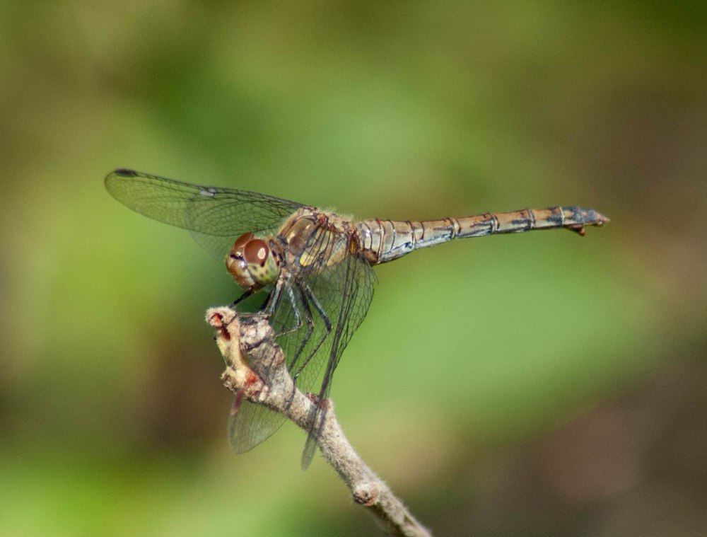 Sympetrum striolatum