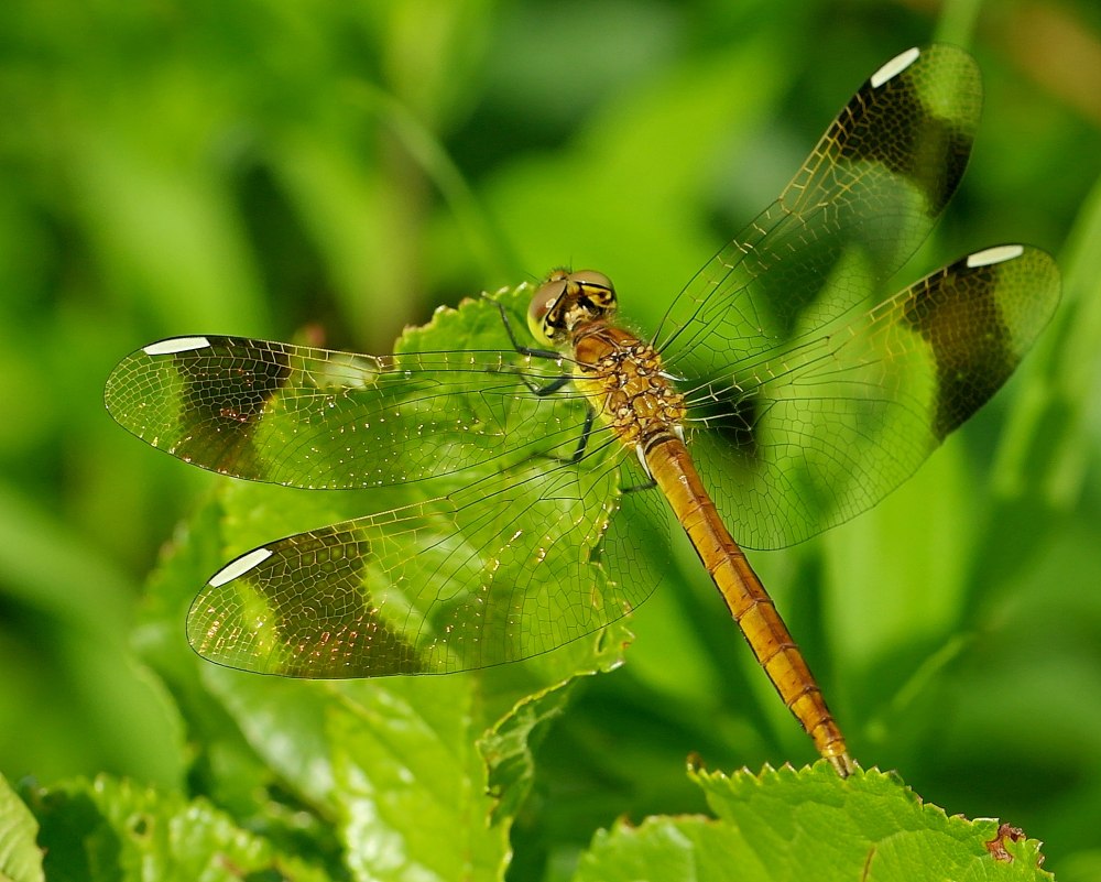 Sympetrum pedemontanum