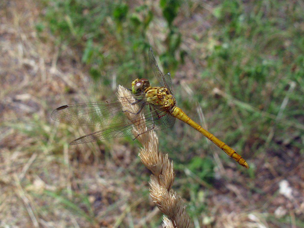 Стрекоза Южная Sympetrum meridionale