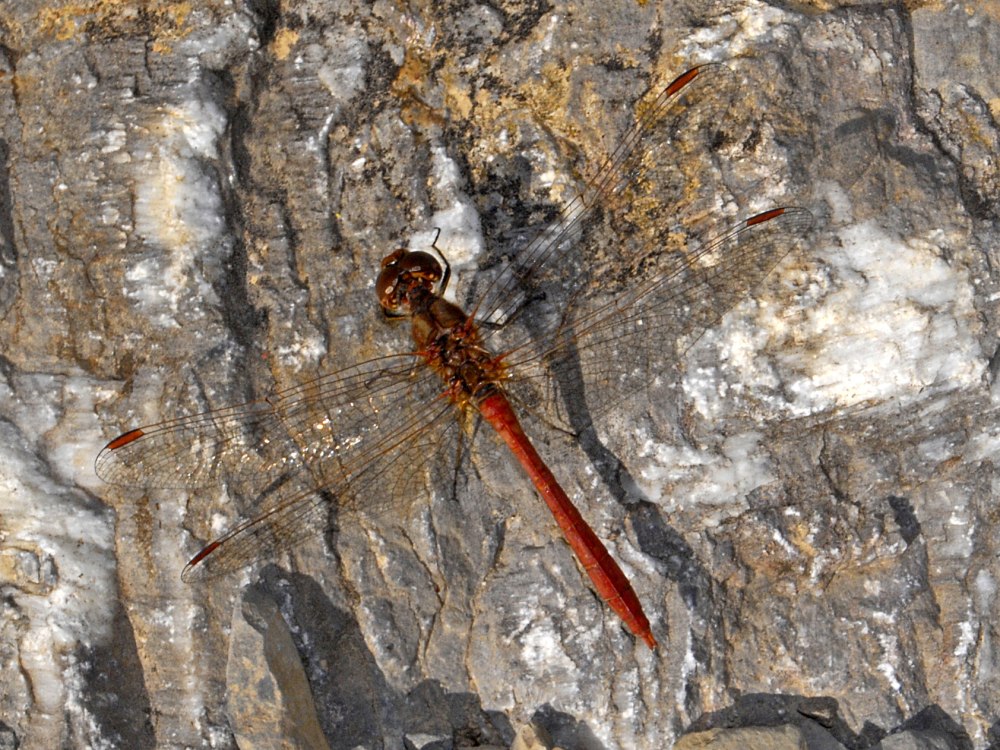 Сжатобрюх Южный Sympetrum meridionale