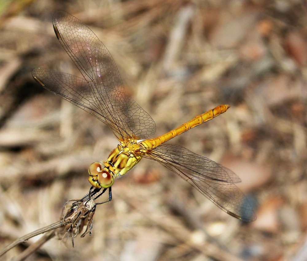 Sympetrum нимфа