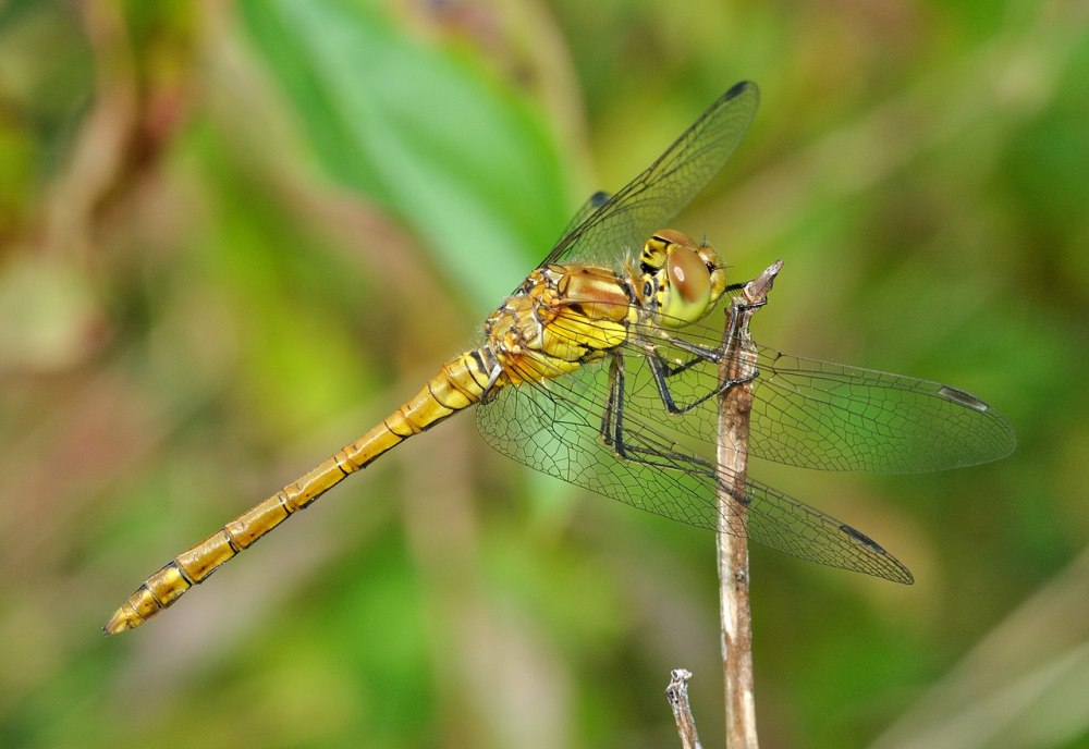 Стрекоза рода Sympetrum