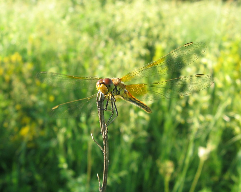 Sympetrum flaveolum