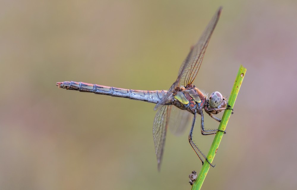 Sympetrum striolatum