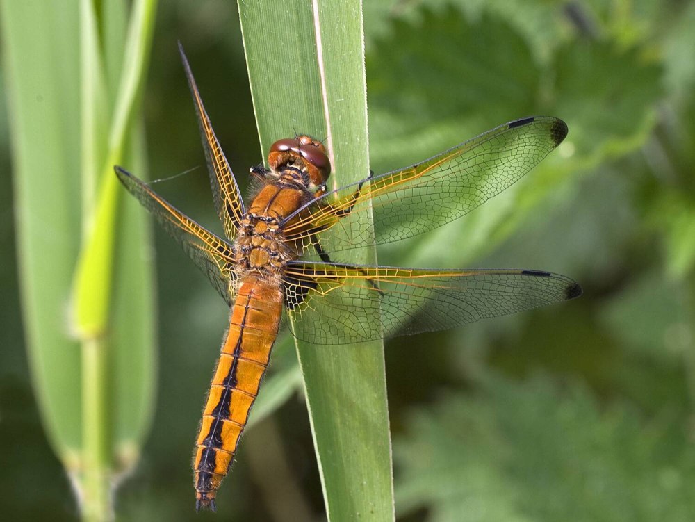 Стрекоза Pantala flavescens