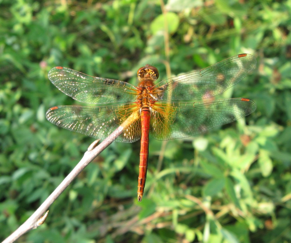Стрекоза желтая - Sympetrum flaveolum (l.
