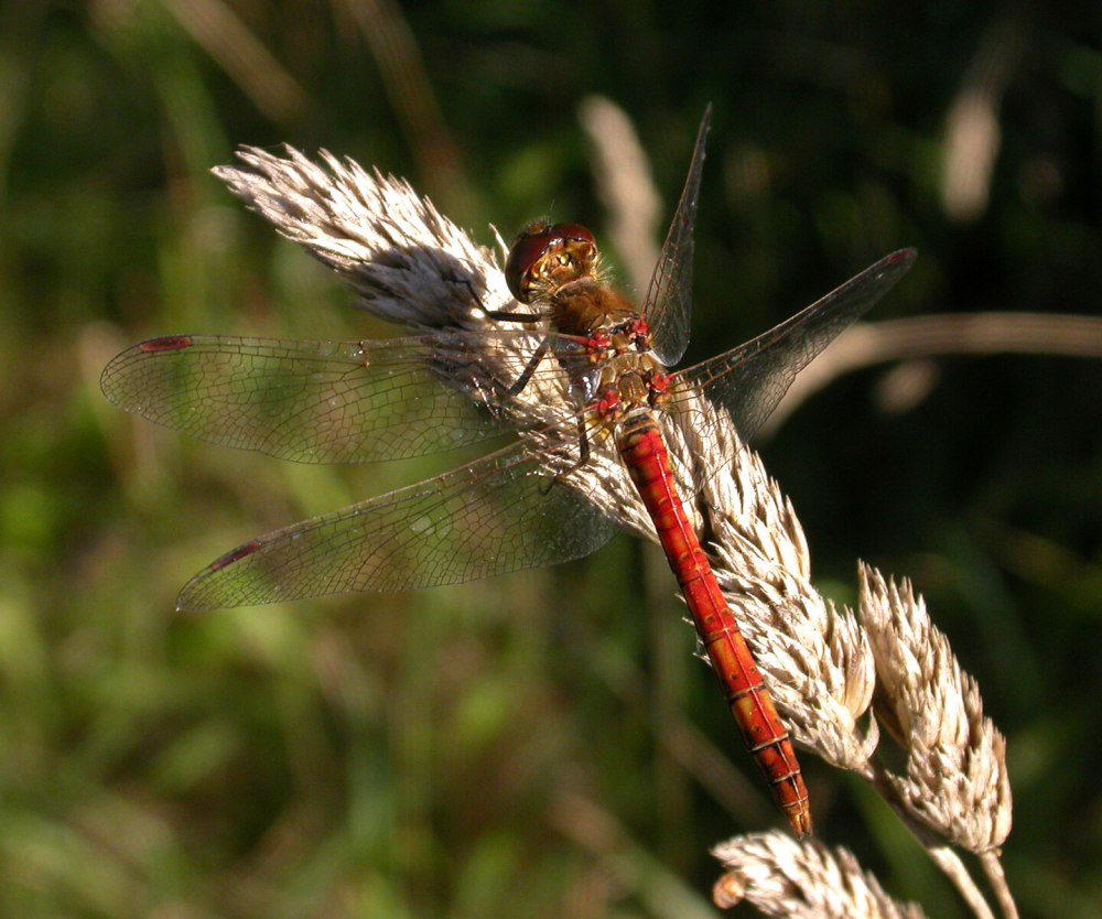 Sympetrum striolatum
