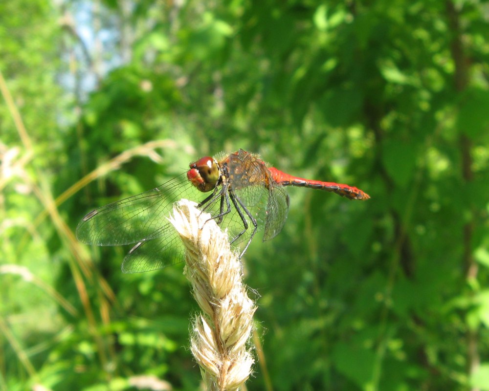 Стрекоза кровяная Sympetrum sanguineum