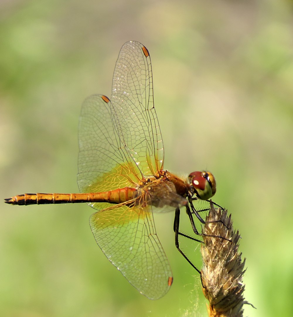 Стрекоза желтая Sympetrum flaveolum