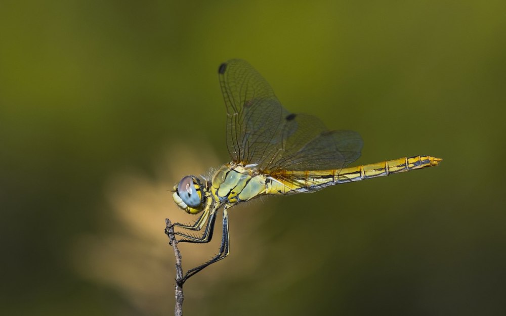 Sympetrum kunckeli