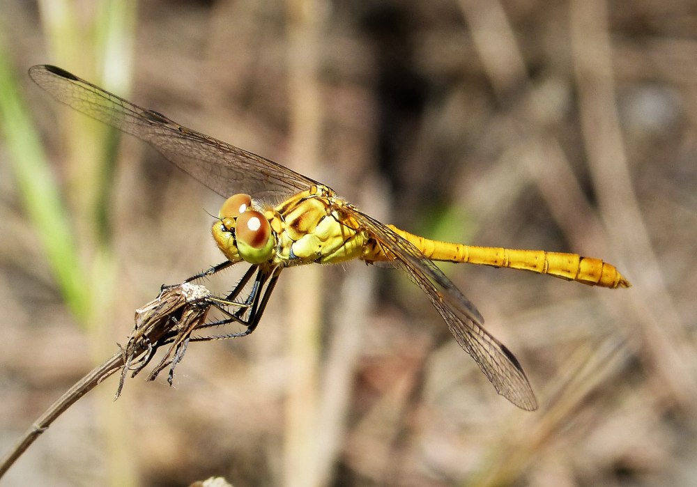 Стрекоза Южная Sympetrum meridionale