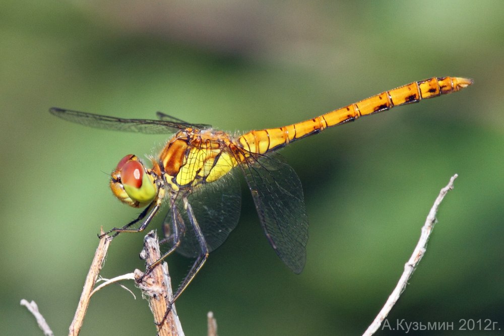 Sympetrum sanguineum